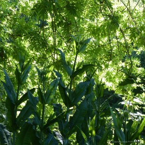 Wild Teasel (Dipsacus fullonum)