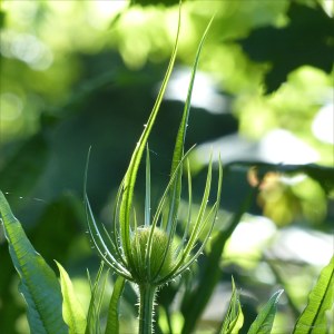 Wild Teasel (Dipsacus fullonum)