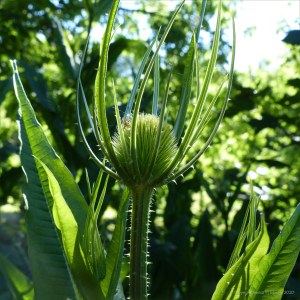Wild Teasel (Dipsacus fullonum)