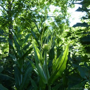 Wild Teasel (Dipsacus fullonum)
