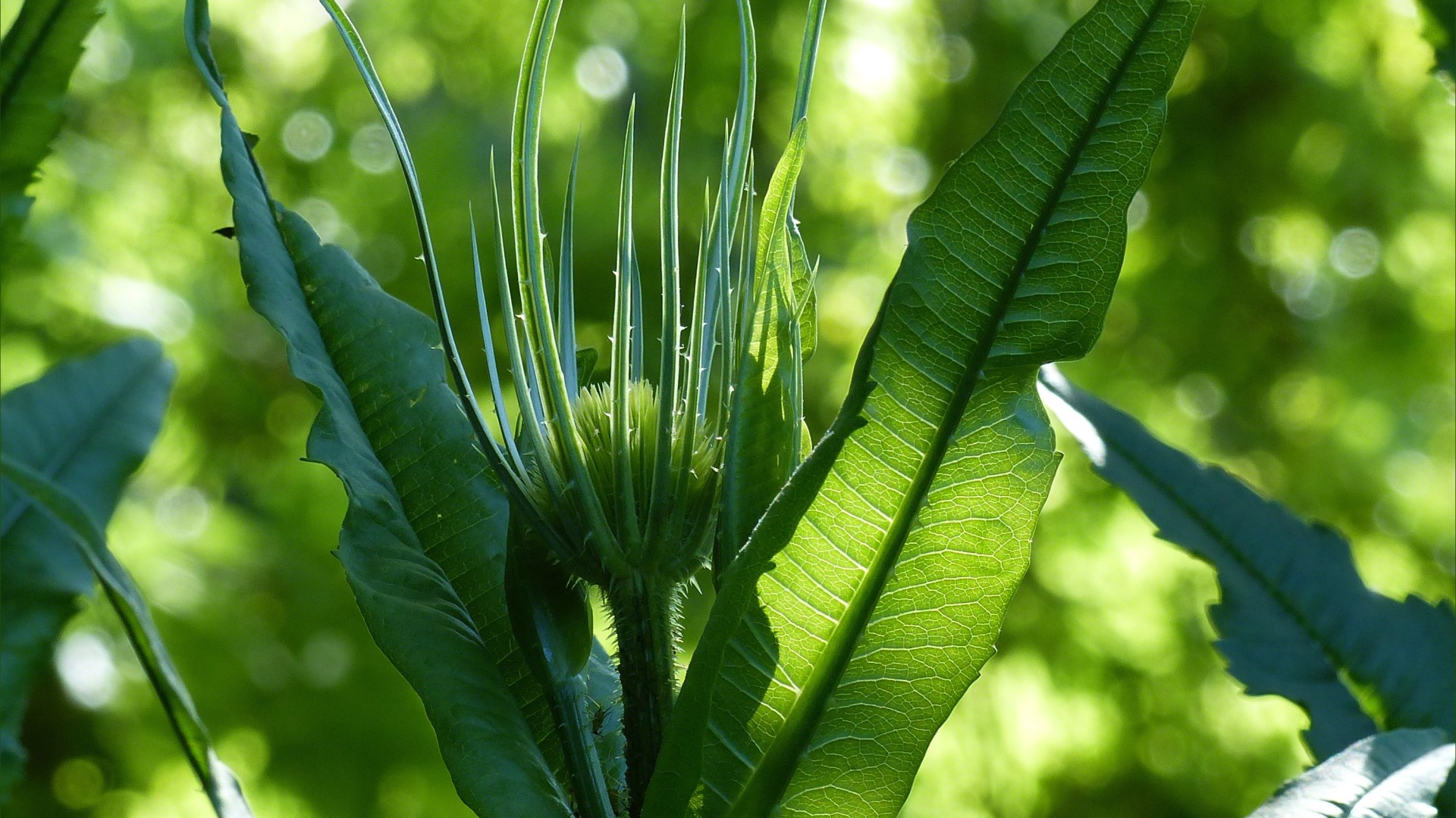 Wild Teasel (Dipsacus fullonum)