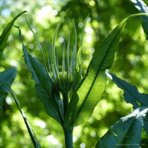 Wild Teasel (Dipsacus fullonum)