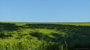 Growing barley crop in evening light