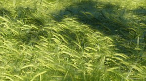 Growing barley crop in evening light