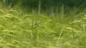 Growing barley crop in evening light