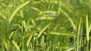 Growing barley crop in evening light