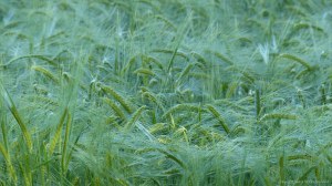 Growing barley crop in evening light