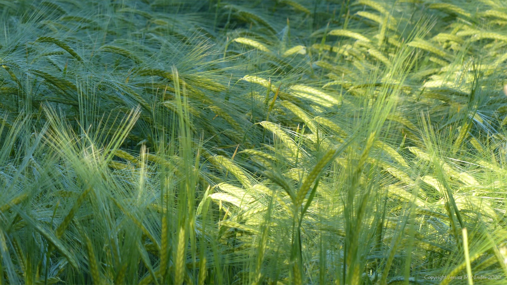 Growing barley crop in evening light