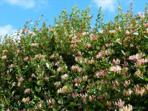 Honeysuckle hedgerow