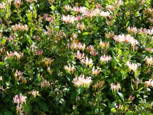 Honeysuckle hedgerow