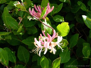 Honeysuckle hedgerow