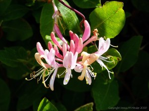 Honeysuckle hedgerow