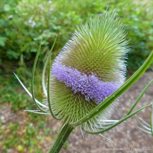 Band of flowers on wild teasel