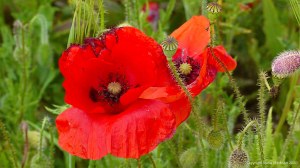 Common Poppy flowers