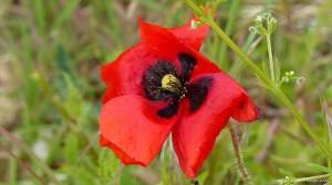 Common Poppy flowers