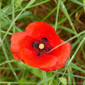 Common Poppy flowers