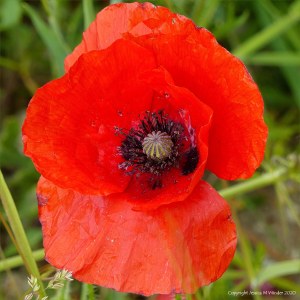 Common Poppy flowers