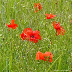 Common Poppy flowers