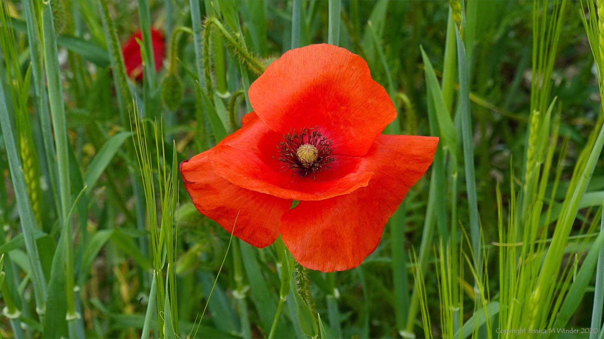 Common Poppy flowers
