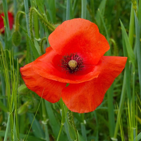 Common Poppy flowers
