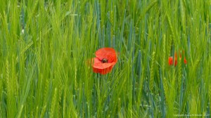 Common Poppy flowers