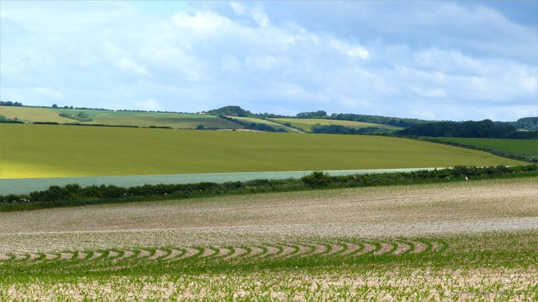 Open countryside around Charlton Down in Dorset