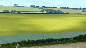 Arable fields at Charlton Down