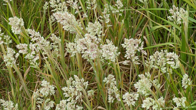 Flowering grasses