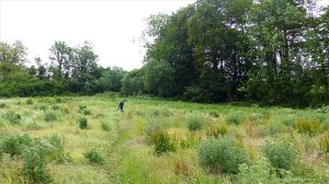 Footpath through a field at Charlton Down