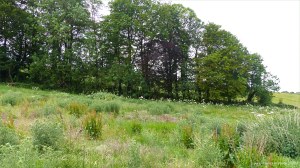 Rough sloping ground along the footpath to Charminster