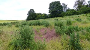 Field of grasses and thistles