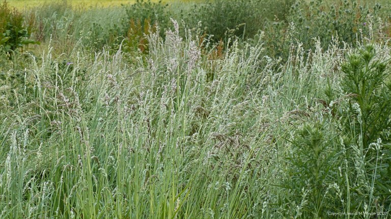 Wild flowering summer grasses in a Dorset field