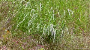 Wild flowering summer grasses in a Dorset field