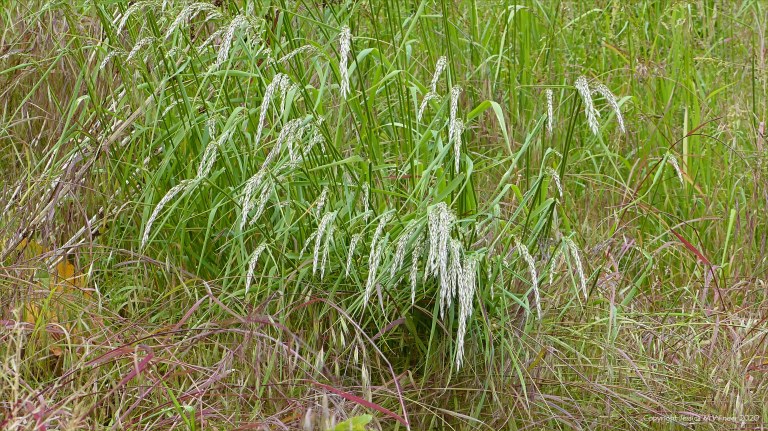 Wild flowering summer grasses in a Dorset field