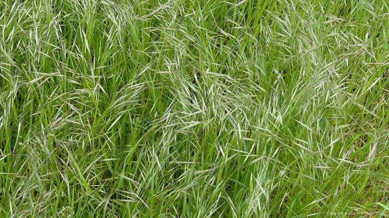 Wild flowering summer grasses in a Dorset field