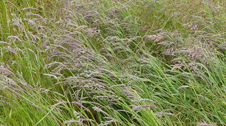 Summer grasses flowering in the field