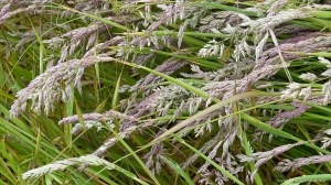 Summer grasses flowering in the field