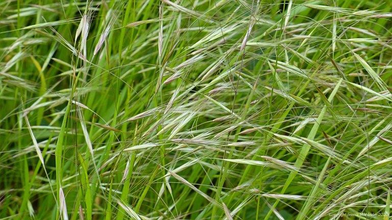 Summer grasses flowering in the field