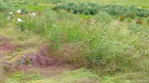 Summer grasses flowering in the field