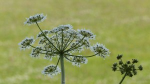 Queen Anne Lace