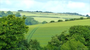 View from a walk around a Dorset country village in June