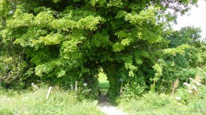 View from a walk around a Dorset country village in June