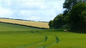 View from a walk around a Dorset country village in June