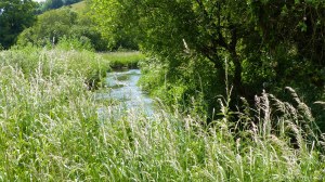 View along the River Cerne near Charlton Down