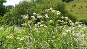 View along the River Cerne near Charlton Down