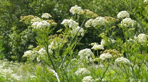 View along the River Cerne near Charlton Down