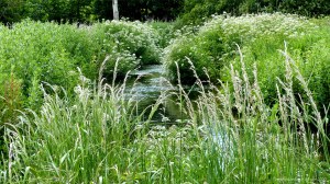 View along the River Cerne near Charlton Down