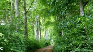 View from a walk around a Dorset country village in June