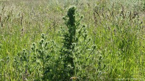 Fasciated (mutated) thistle