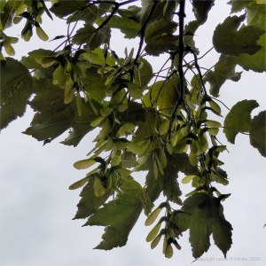 Key fruits on a maple tree